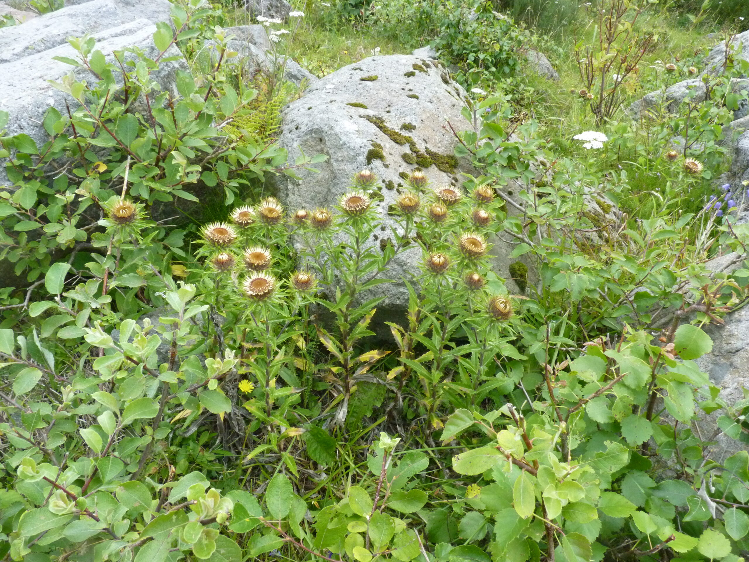 carline à longues feuilles 1