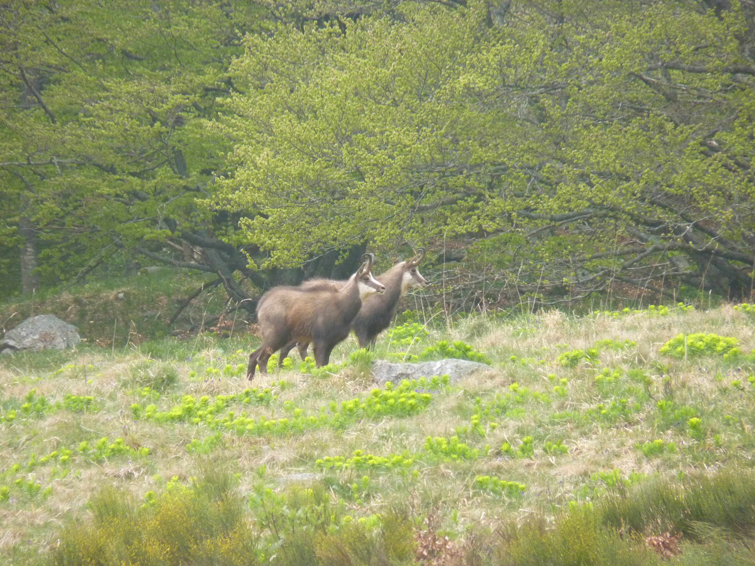chamois 19