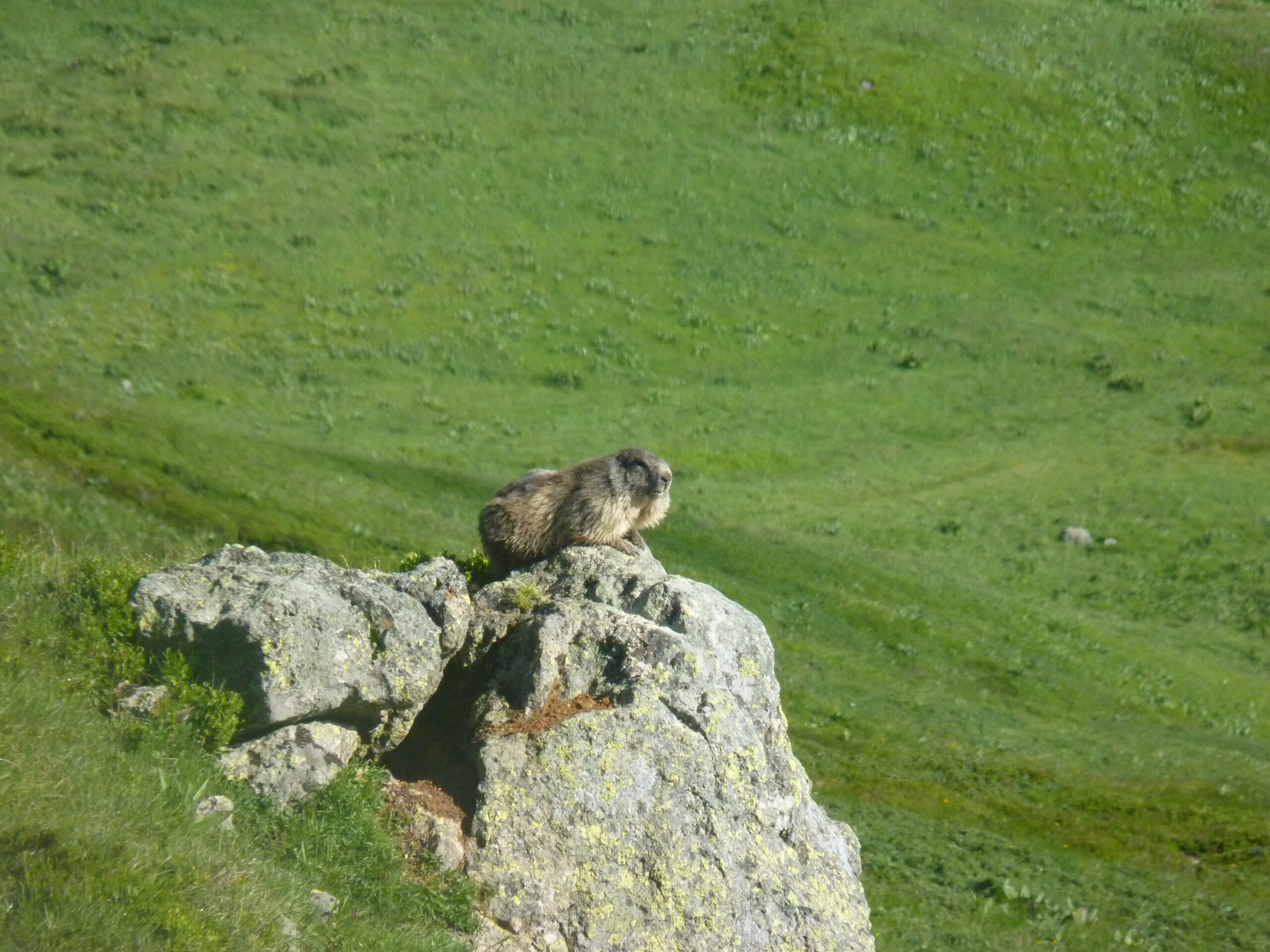 marmotte 45