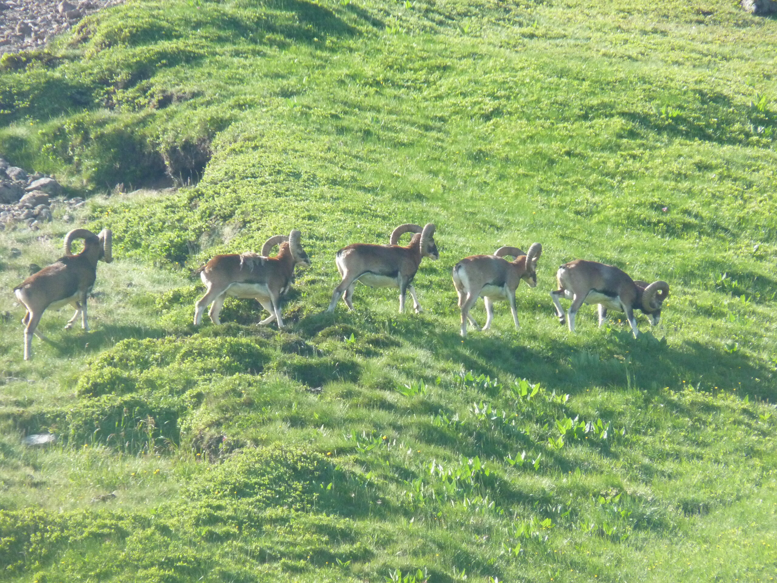 mouflons 54