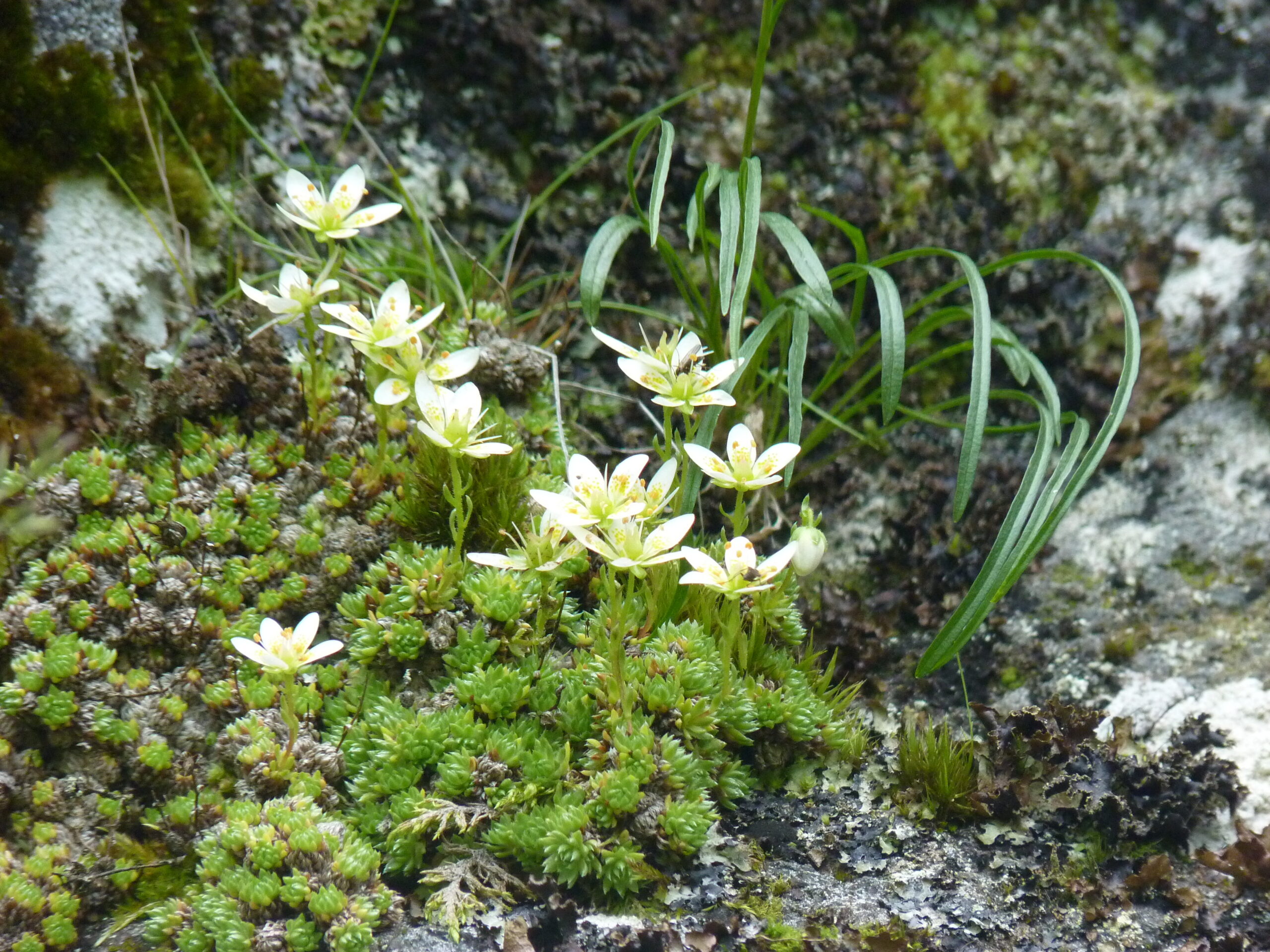 saxifrage fausse mousse 21